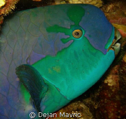 Parrot fish profile. Night dive at Shaab Fandira. by Dejan Mavric 